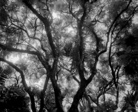 Backlit Trees Carbon neg 1_30_14