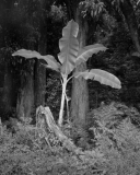 Palm at edge of forest Maui layers neg 3 mod 7_15_14print