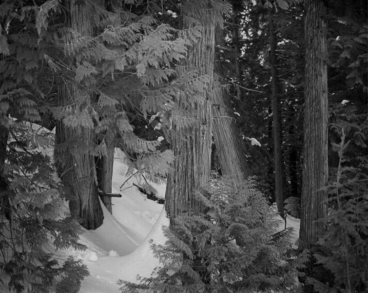 Cedar Trees & snow RP